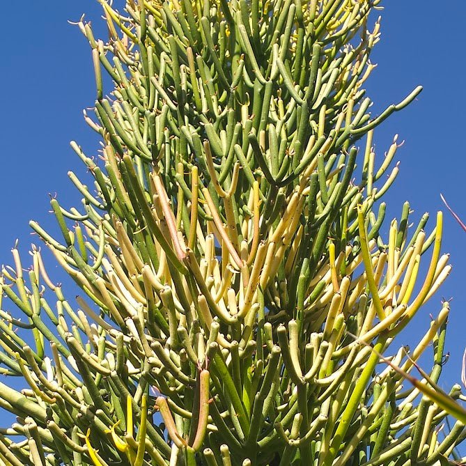 Euphorbia tirucalli 'Sticks on Fire' - Firesticks Succulent Plant - Succulent - Euphorbia - Succulent - 