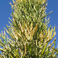 Euphorbia tirucalli 'Sticks on Fire' - Firesticks Succulent Plant - Succulent - Euphorbia - Succulent - 