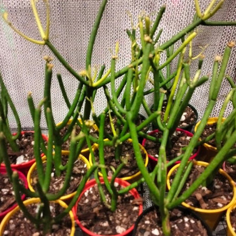 Euphorbia tirucalli 'Sticks on Fire' - Firesticks Succulent Plant - Succulent - Euphorbia - Succulent - 