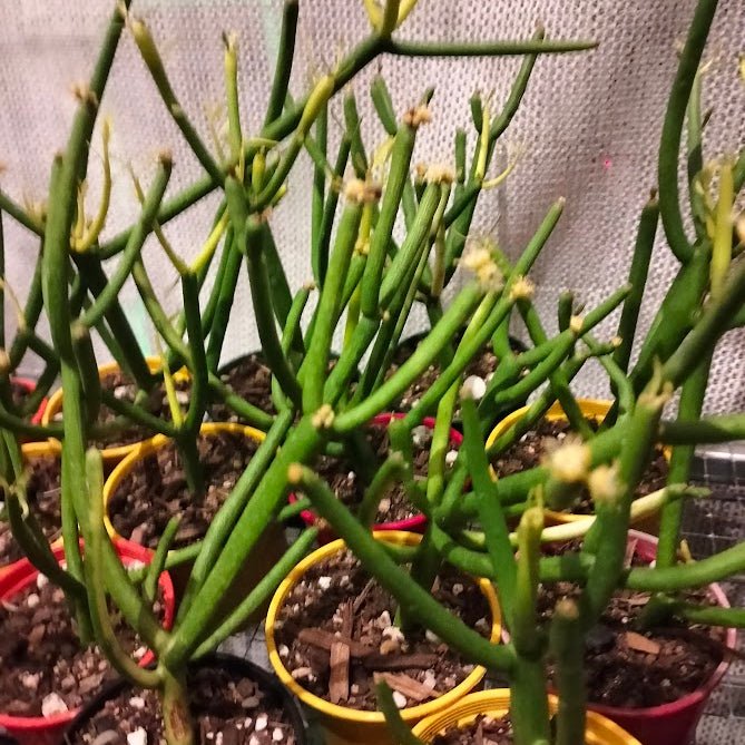 Euphorbia tirucalli 'Sticks on Fire' - Firesticks Succulent Plant - Succulent - Euphorbia - Succulent - 
