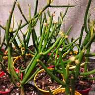 Euphorbia tirucalli 'Sticks on Fire' - Firesticks Succulent Plant - Succulent - Euphorbia - Succulent - 