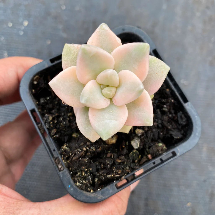 Graptopetalum paraguayense ssp. bernalense variegata (VARIEGATED PLANT) - Graptopetalum paraguayense - Rare - Succulent