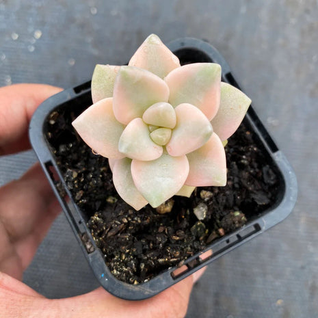 Graptopetalum paraguayense ssp. bernalense variegata (VARIEGATED PLANT) - Graptopetalum paraguayense - Rare - Succulent