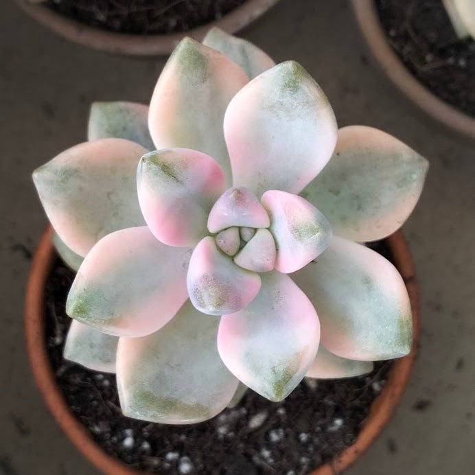 Graptopetalum paraguayense ssp. bernalense variegata (VARIEGATED PLANT) - Graptopetalum paraguayense - Rare - Succulent