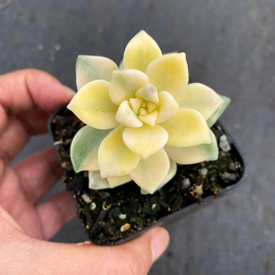 Graptopetalum paraguayense ssp. bernalense variegata (VARIEGATED PLANT) - Graptopetalum paraguayense - Rare - Succulent