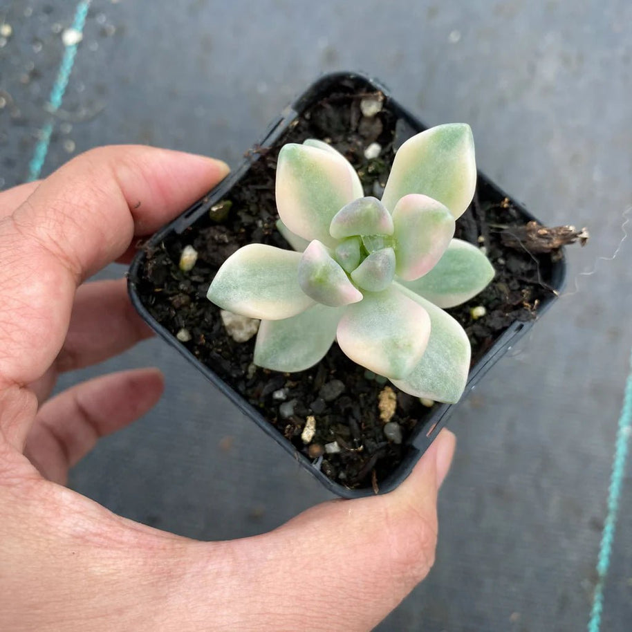 Graptopetalum paraguayense ssp. bernalense variegata (VARIEGATED PLANT) - Graptopetalum paraguayense - Rare - Succulent