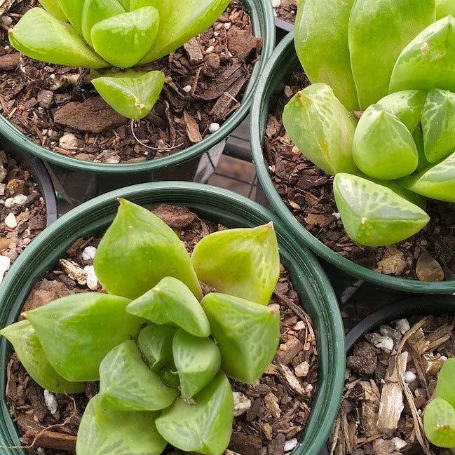 Haworthia cooperi | Translucent Windowed Haworthia Succulent - Succulent - Haworthia - Succulent - 