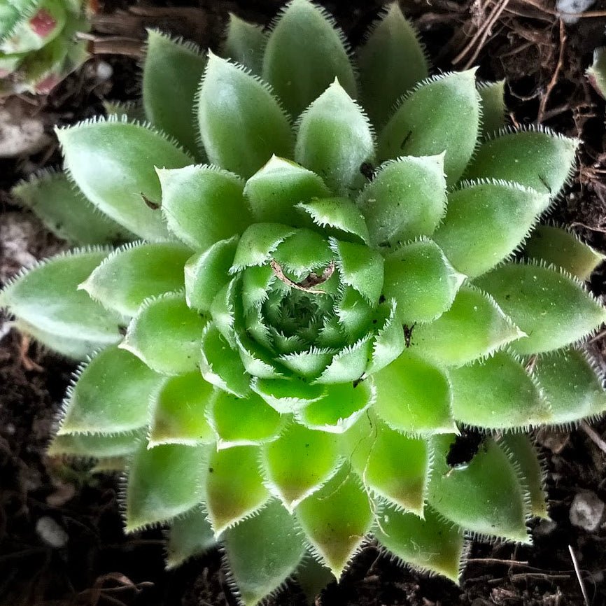 Jovibarba globifera subsp. hirta var. pressiona - Jovibarba - Succulent - 