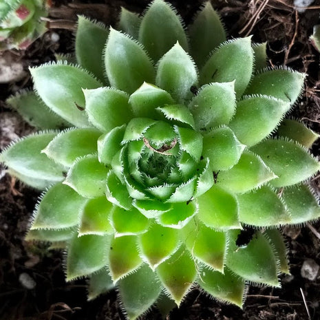 Jovibarba globifera subsp. hirta var. pressiona - Jovibarba - Succulent - 