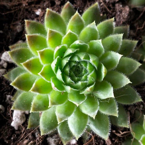 Jovibarba globifera subsp. hirta var. pressiona - Jovibarba - Succulent - 