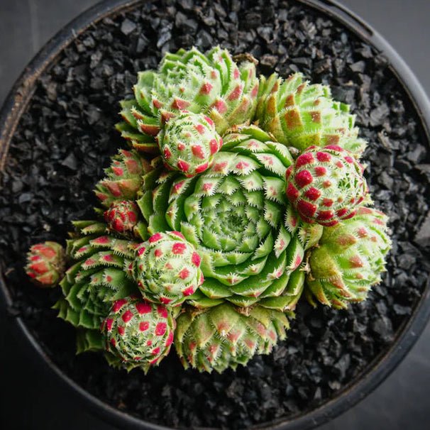 Jovibarba globifera subsp. hirta var. pressiona - Jovibarba - Succulent - 
