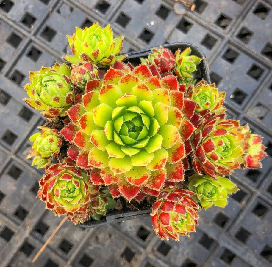 Jovibarba globifera subsp. hirta var. pressiona - Jovibarba - Succulent - 