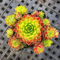 Jovibarba globifera subsp. hirta var. pressiona - Jovibarba - Succulent - 