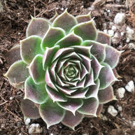 Jovibarba heuffelii 'Aphrodite' - Jovibarba - Succulent - 