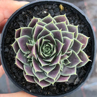 Jovibarba heuffelii 'Aphrodite' - Jovibarba - Succulent - 