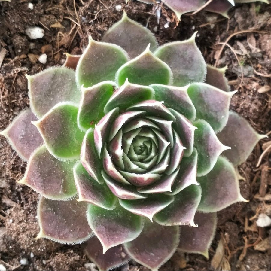 Jovibarba heuffelii 'Aphrodite' - Jovibarba - Succulent - 