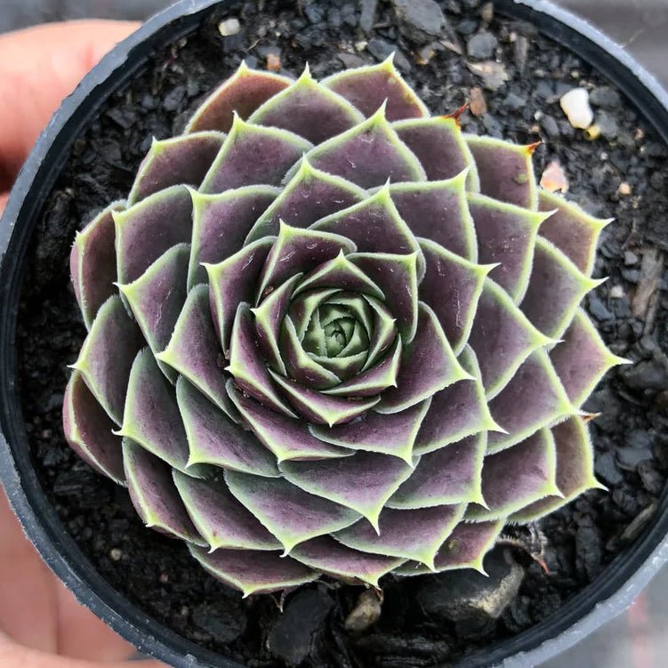Jovibarba heuffelii 'Aphrodite' - Jovibarba - Succulent - 
