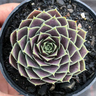 Jovibarba heuffelii 'Aphrodite' - Jovibarba - Succulent - 