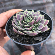 Jovibarba heuffelii 'Aphrodite' - Jovibarba - Succulent - 