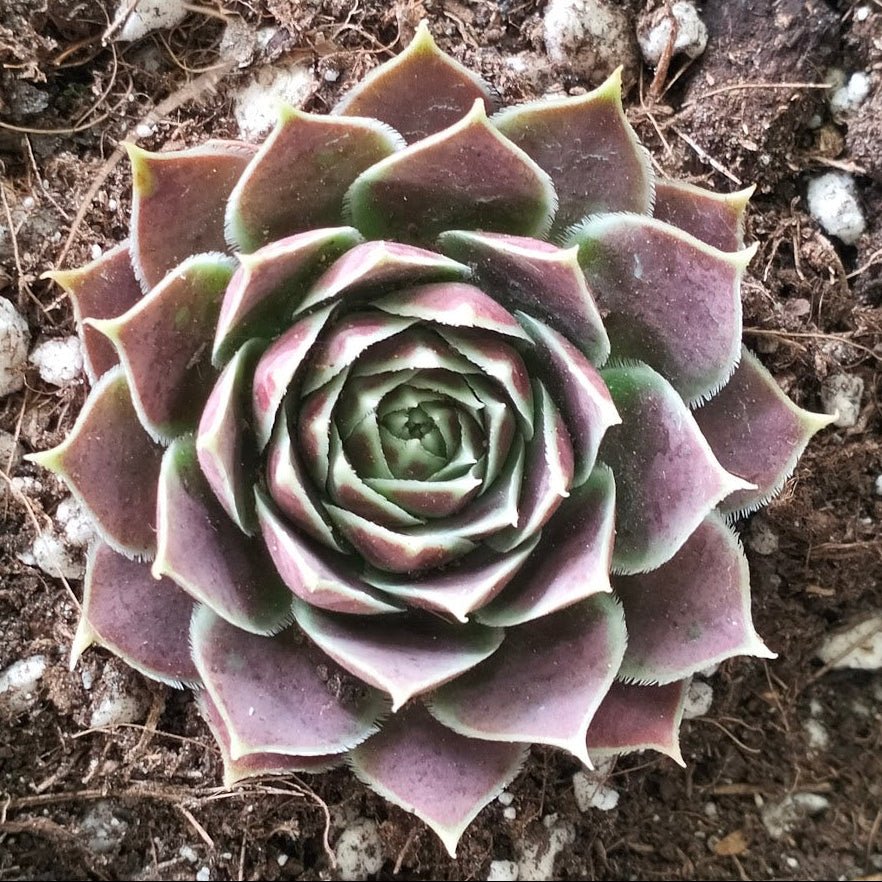 Jovibarba heuffelii 'Aphrodite' - Jovibarba - Succulent - 