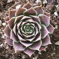 Jovibarba heuffelii 'Aphrodite' - Jovibarba - Succulent - 