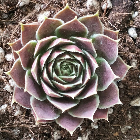 Jovibarba heuffelii 'Aphrodite' - Jovibarba - Succulent - 