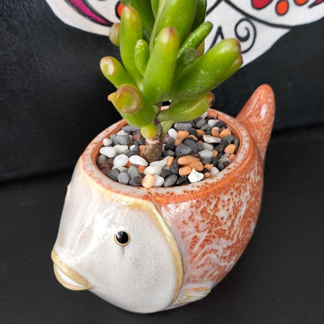Pre-made succulent arrangement in a decorative planter, available for pickup and local delivery