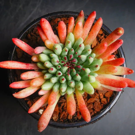 Sempervivum calcareum 'Grigg's Surprise' - Sempervivum - Succulent - 