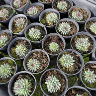 Sempervivum calcareum 'Grigg's Surprise' - Sempervivum - Succulent - 