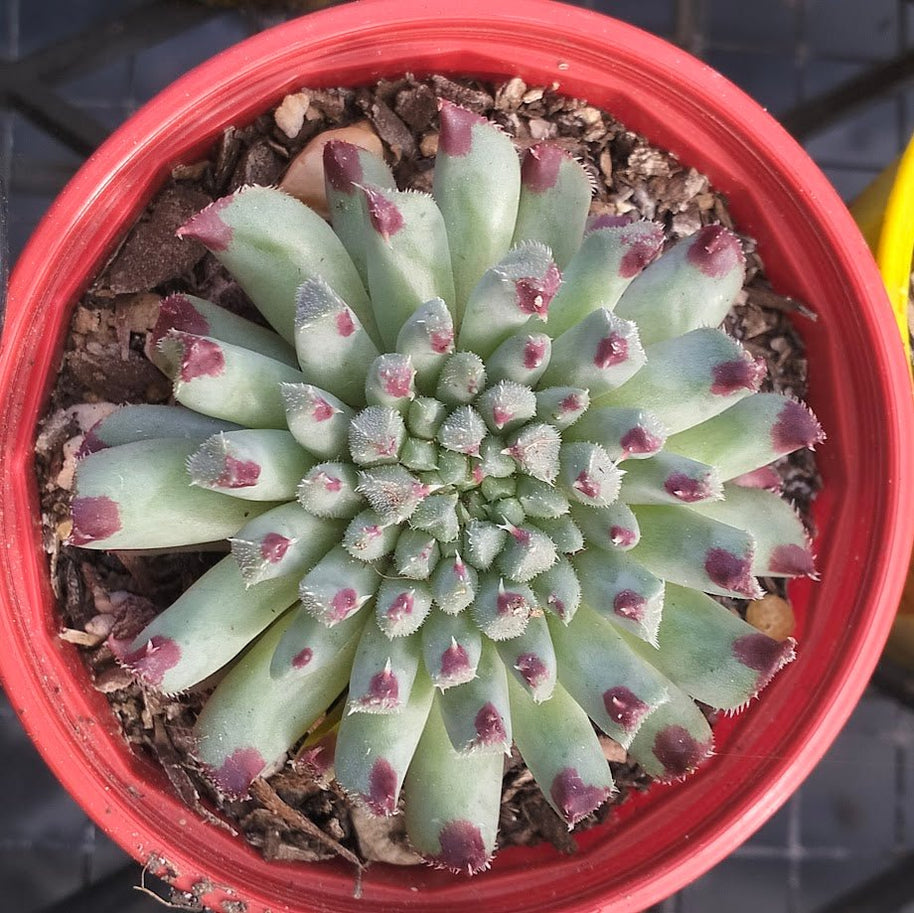 Sempervivum calcareum 'Grigg's Surprise' - Sempervivum - Succulent - 