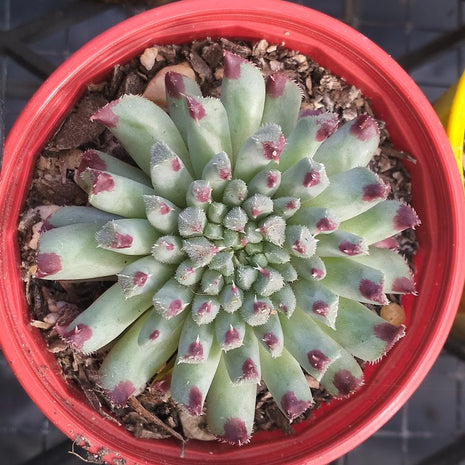 Sempervivum calcareum 'Grigg's Surprise' - Sempervivum - Succulent - 