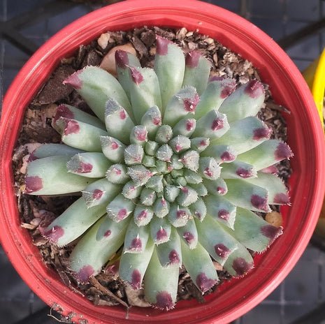 Sempervivum calcareum 'Grigg's Surprise' - Sempervivum - Succulent - 