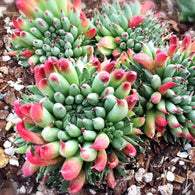 Sempervivum calcareum 'Grigg's Surprise' - Sempervivum - Succulent - 