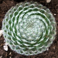 Sempervivum ciliosum var. borisii - Sempervivum - Succulent - 