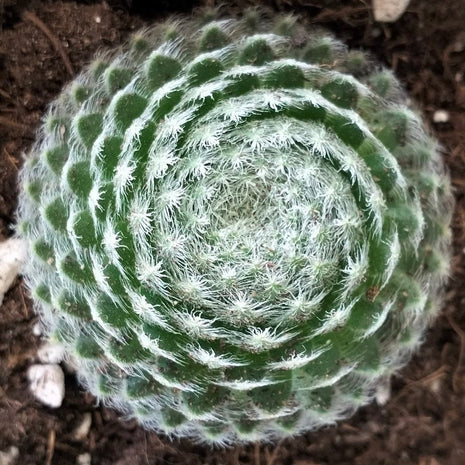 Sempervivum ciliosum var. borisii - Sempervivum - Succulent - 