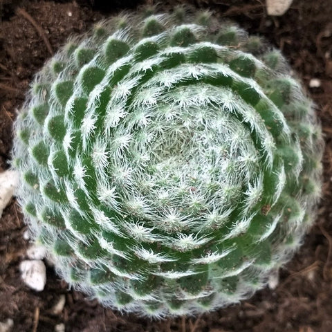 Sempervivum ciliosum var. borisii - Sempervivum - Succulent - 