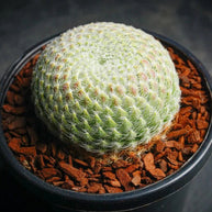 Sempervivum ciliosum var. borisii - Sempervivum - Succulent - 
