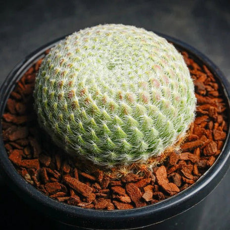 Sempervivum ciliosum var. borisii - Sempervivum - Succulent - 