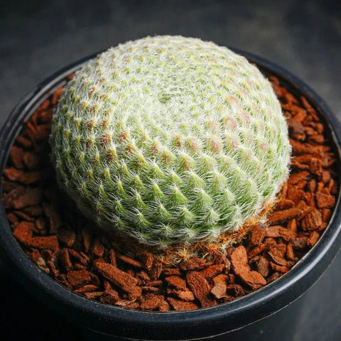 Sempervivum ciliosum var. borisii - Sempervivum - Succulent - 