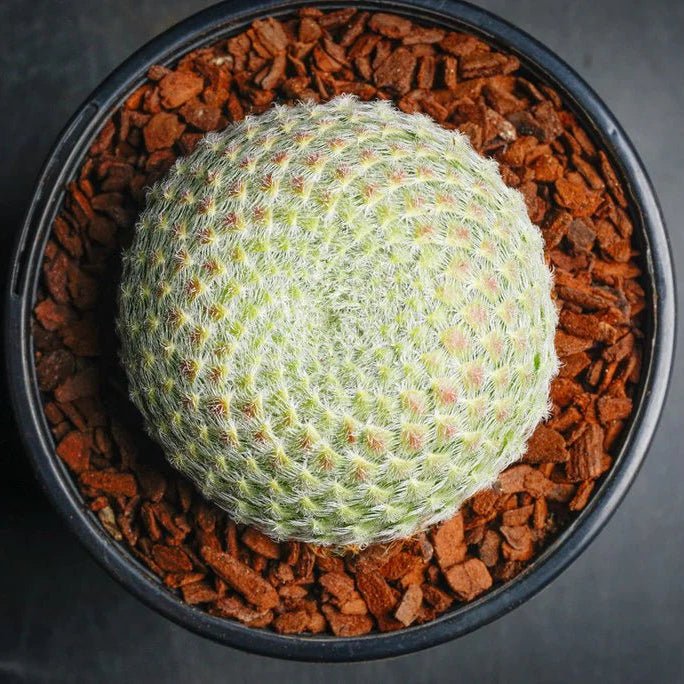 Sempervivum ciliosum var. borisii - Sempervivum - Succulent - 
