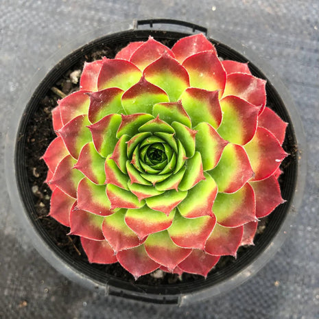 Sempervivum 'Emerald Giant' - Sempervivum - Succulent - 