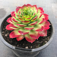 Sempervivum 'Emerald Giant' - Sempervivum - Succulent - 
