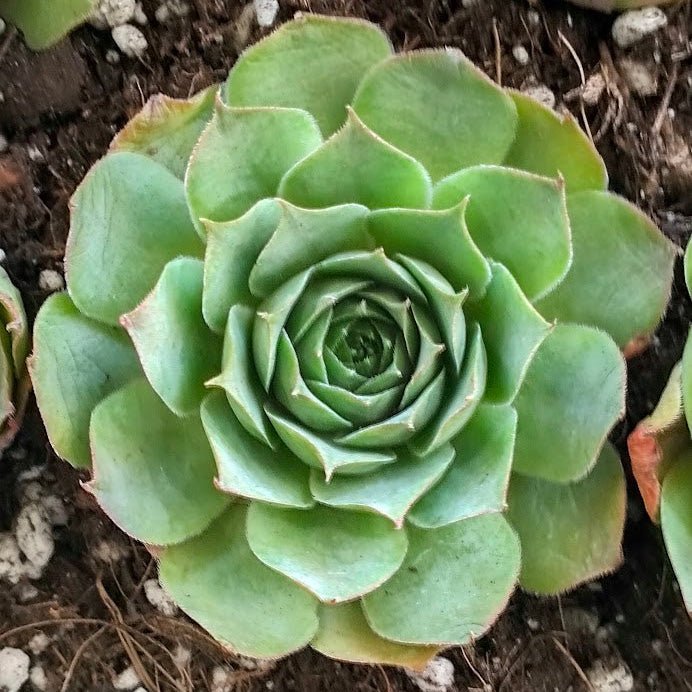 Sempervivum 'Emerald Giant' - Sempervivum - Succulent - 