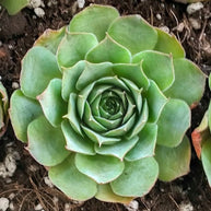 Sempervivum 'Emerald Giant' - Sempervivum - Succulent - 