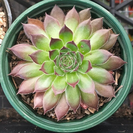 Sempervivum 'Gabrielle' - Sempervivum - Succulent - 