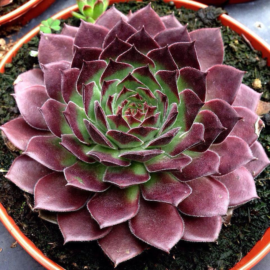 Sempervivum 'Gabrielle' - Sempervivum - Succulent - 