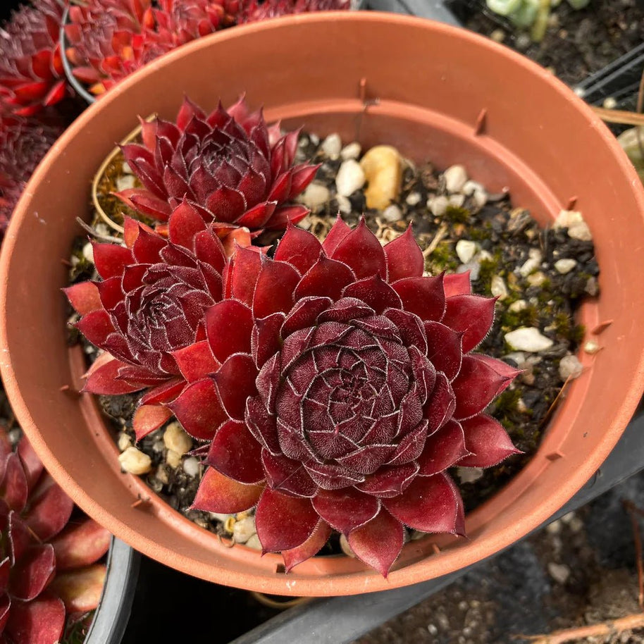Sempervivum 'Gabrielle' - Sempervivum - Succulent - 