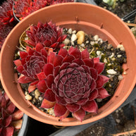 Sempervivum 'Gabrielle' - Sempervivum - Succulent - 