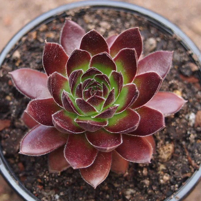 Sempervivum 'Gabrielle' - Sempervivum - Succulent - 