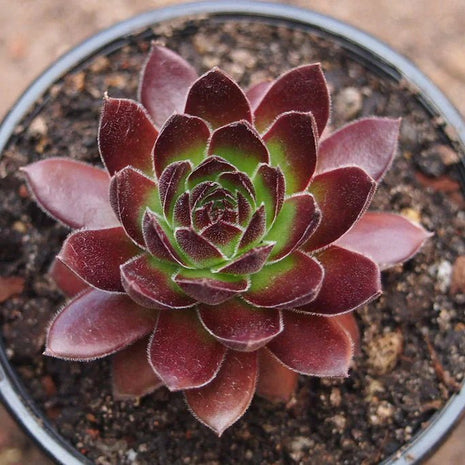 Sempervivum 'Gabrielle' - Sempervivum - Succulent - 